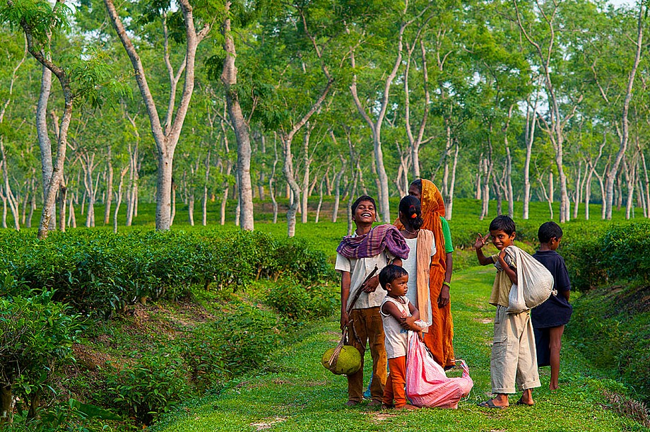 Sreemongal - plantacje herbaty (Bangladesz 2010 - część 1/2)